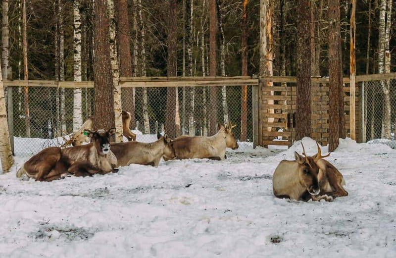 Rovaniemi: Trip to Ranua Zoo with Tickets - Your zoo window: enough time to see a lot, not enough to get bored