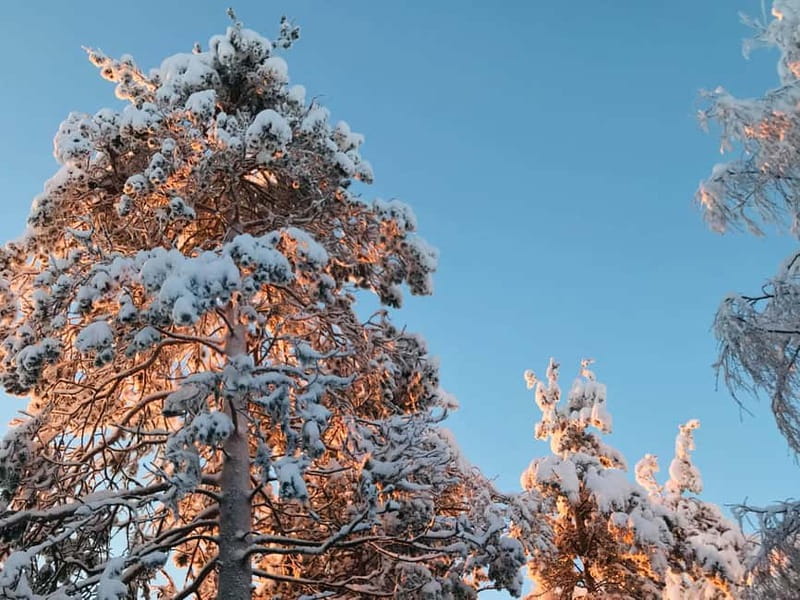 Rovaniemi: Trip to Ranua Zoo with Tickets - Ranua Zoo in winter: 60+ species and a real Arctic feel