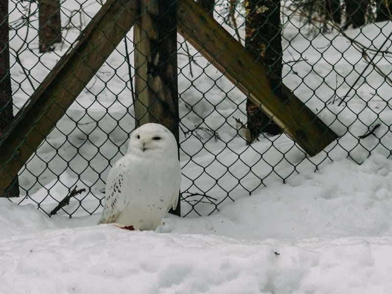 Rovaniemi: Trip to Ranua Zoo with Tickets - The white bear moment: why it’s the big draw