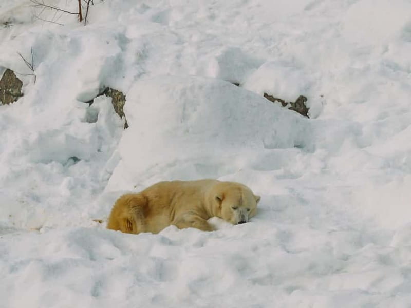 Rovaniemi: Trip to Ranua Zoo with Tickets - Who this tour suits best (and who should think twice)