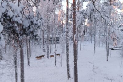 Rovaniemi: Trip to Ranua Zoo with Tickets Included - Entering Ranua Zoo: birds first, then the polar areas