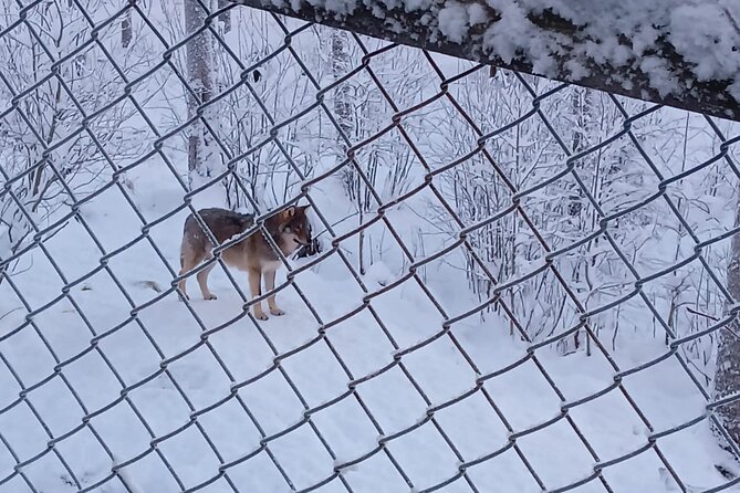 Rovaniemi: Trip to Ranua Zoo with Tickets Included - Lunch and sweets: where food fits into the flow