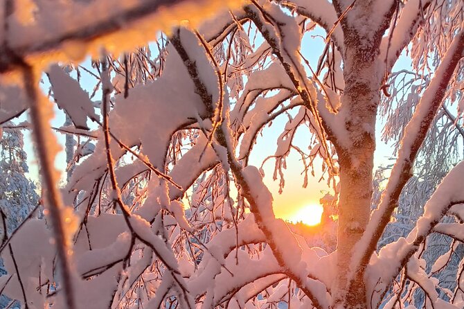 Rovaniemi: Trip to Ranua Zoo with Tickets Included - Meeting points: the one logistics tip that prevents stress