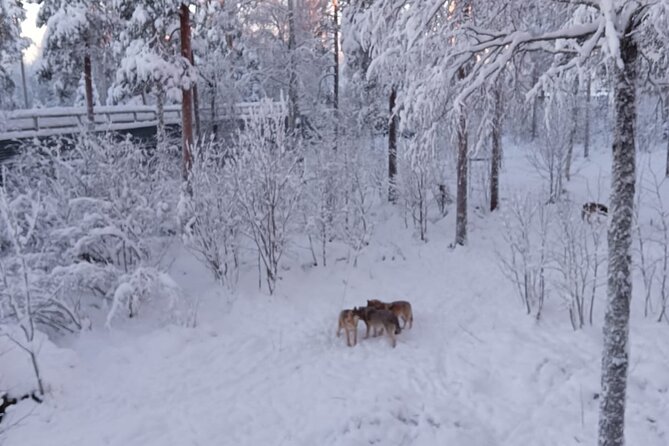 Rovaniemi: Trip to Ranua Zoo with Tickets Included - Who this tour suits best (and who should look elsewhere)