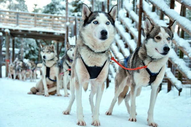 Santa Claus Village Guided Tour & Arctic Animals Adventure - The Warm, Included Extras: Berry Juice, Certificates, and a Real Guide