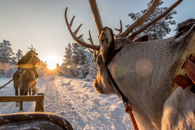 Santa Claus Village Guided Tour & Arctic Animals Adventure - Price and Value in Plain Terms (US$274.86)