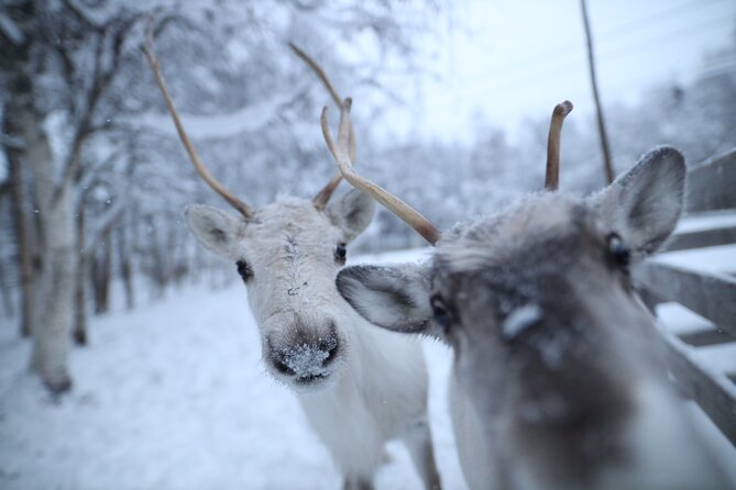 Santa Claus Village, Husky and Reindeers Combo Safari - The 4-Hour Reality Check: Why This Trip Feels Fast (But Not Empty)