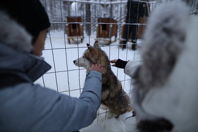 Santa Claus Village, Husky and Reindeers Combo Safari - Reindeer Yard and Sleigh Ride: A Classic Stop, Expect Short-and-Sweet
