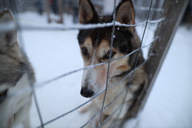 Santa Claus Village, Husky and Reindeers Combo Safari - Husky Park Safari: Learning the Dogs’ Work, Then Taking a Ride
