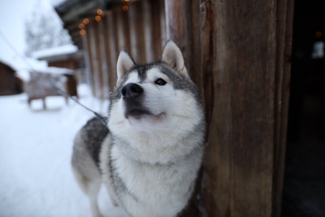 Santa Claus Village, Husky and Reindeers Combo Safari - Pickup and Logistics: The Convenience You’re Paying For