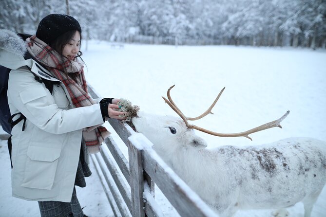 Santa Claus Village, Husky and Reindeers Combo Safari - Santa Claus Village: Arctic Circle Magic With a Queue Factor