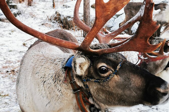 Santa's Reindeer & Husky Safari + Aurora BBQ in Rovaniemi - The big idea: an all-in-one Lapland day trip with built-in warmth