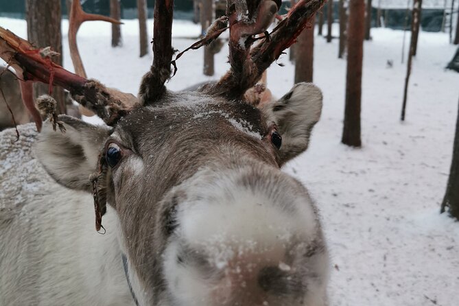 Santa's Reindeer & Husky Safari + Aurora BBQ in Rovaniemi - What you’re really paying for (it’s more than rides)