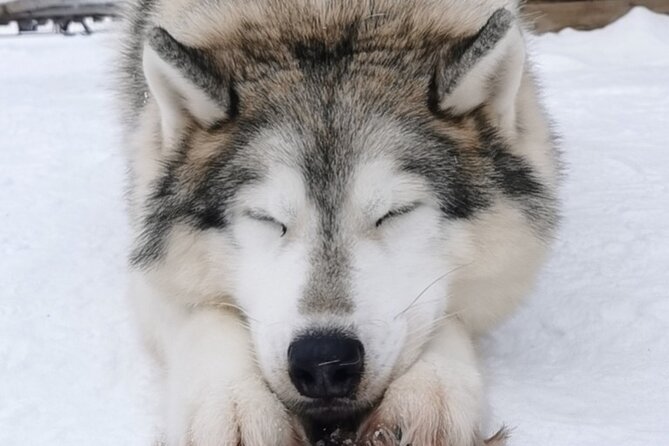 Santa's Reindeer & Husky Safari + Aurora BBQ in Rovaniemi - The husky ride question: fast fun, and also the “short but sweet” reality