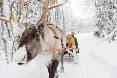 Santa's Reindeer & Husky Safari + Aurora BBQ in Rovaniemi - Morning at Rovaniemi: huskies first, reindeer second, and no wandering required