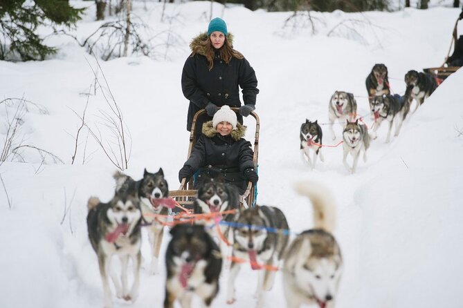Santa's Reindeer & Husky Safari + Aurora BBQ in Rovaniemi - Aurora hunting, 20:00 to late: two dark-sky spots and guided sky talk