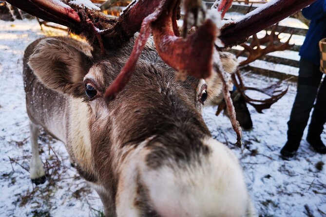 Santa's Reindeer & Husky Safari + Aurora BBQ in Rovaniemi - The Kota aurora BBQ: where “Lapland” turns cozy