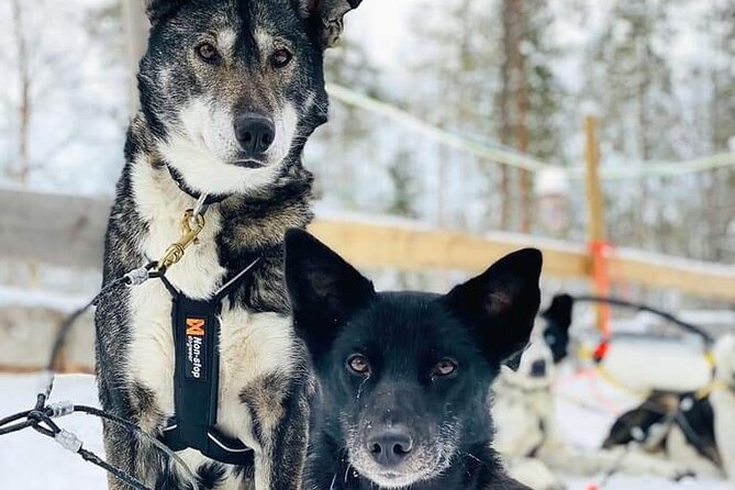 Santa's Reindeer & Husky Safari + Aurora BBQ in Rovaniemi - Transfers and group size: calmer logistics, less stress in the dark