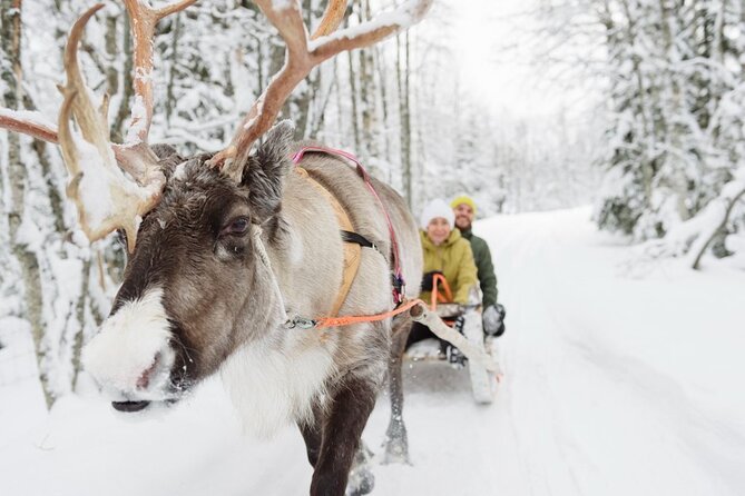 Santa's Reindeer & Husky Safari + Aurora BBQ in Rovaniemi - Morning at Rovaniemi: huskies first, reindeer second, and no wandering required
