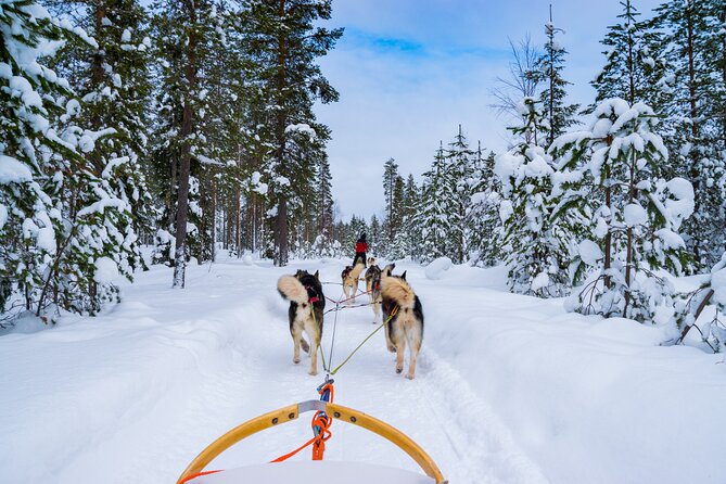 Small-Group Husky Mushing Experience in Rovaniemi - Quick highlights before you go