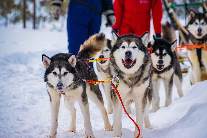 Small-Group Husky Mushing Experience in Rovaniemi - Price and what $277 buys in real time