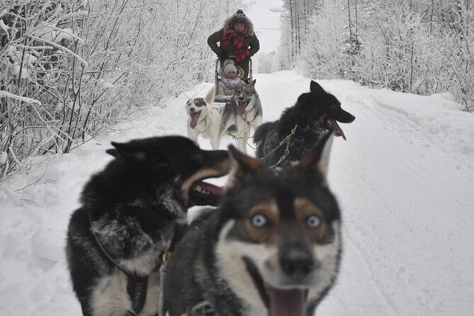 Small-Group Husky Mushing Experience in Rovaniemi - How the sled system works: two per team, swap along the way