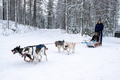 Small-Group Husky Mushing Experience in Rovaniemi - Kennel time at Parpalandia: safety first, excitement second