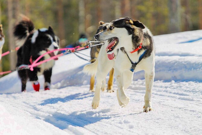 Small-Group Husky Mushing Experience in Rovaniemi - The mushing route: 6–10 km through forest and open snow