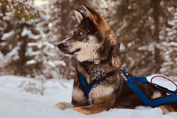 Small-Group Husky Mushing Experience in Rovaniemi - Control, effort, and the part no brochure says clearly