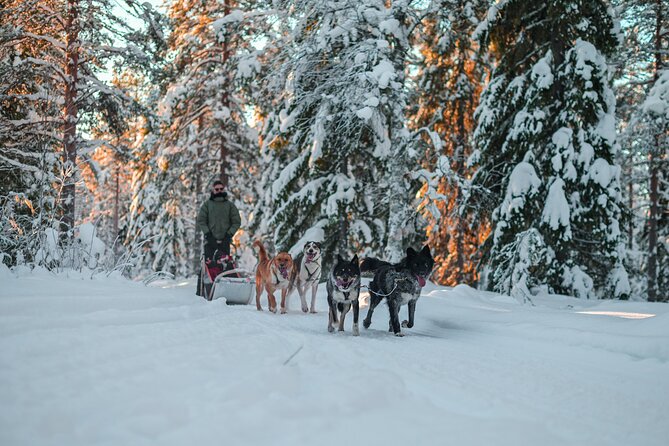 Small-Group Husky Mushing Experience in Rovaniemi - The kota snack stop: warmth, stories, and sausages by the fire