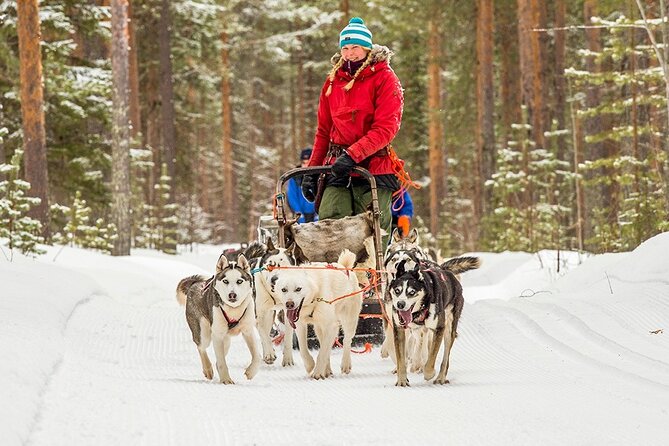 Snowmobile & Animals Day Tour - Hotel pickup, the Santa Claus Village hub, and morning timing