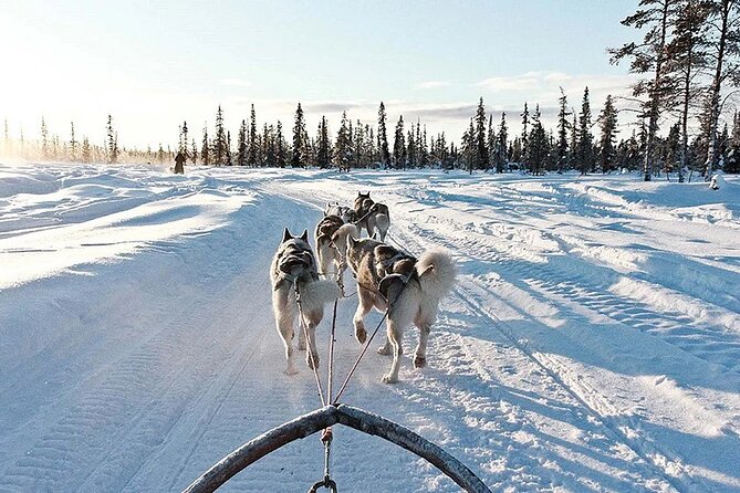 Snowy Trails 10km Husky Safari from Rovaniemi - Husky farm stop: learning what makes sled teams work