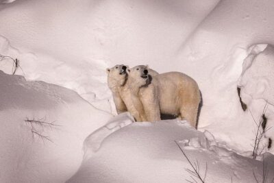 Visit To Ranua Zoo - Getting There Smoothly: Pickup From Rovaniemi Hotels