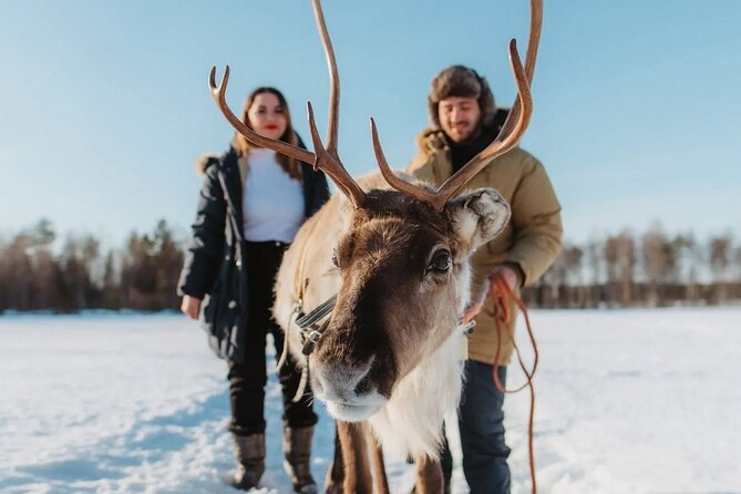 Wild Reindeers Safari + Lunch in Glass Igloo (private service) - Key things to know before you go