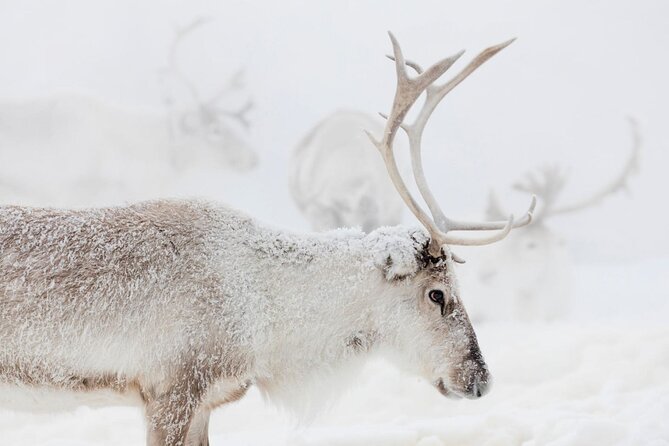 Wild Reindeers Safari + Lunch in Glass Igloo (private service) - Private safari flow: why pickup and transport matter here