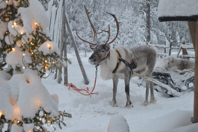 Wild Reindeers Safari + Lunch in Glass Igloo (private service) - Included gear and souvenirs: what you save, and what you avoid
