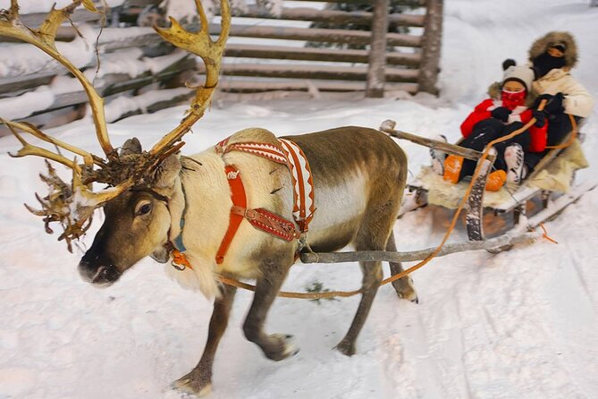 Wild Reindeers Safari + Lunch in Glass Igloo (private service) - Price check: why $298.93 can still feel fair
