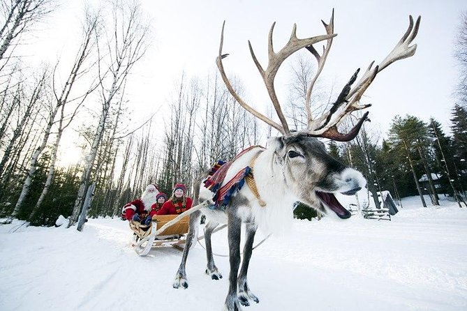 Wild Reindeers Safari + Lunch in Glass Igloo (private service) - The reindeer-led forest route: what you’ll actually feel