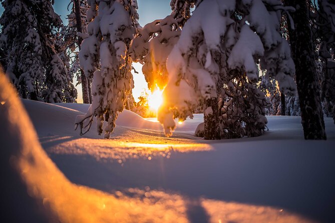 Wilderness snowshoe adventure - The Trek Through Arctic Forest: Timing, Wildlife Odds, and Photo Momentum