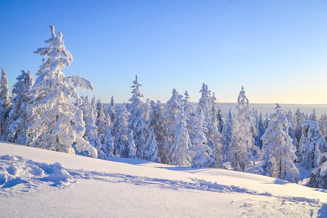Wilderness Survival Tour - Winter - The logistics that actually matter: meeting point, transfers, and time on the trail