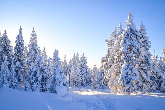 Wilderness Survival Tour - Winter - What you do on the forest route (and why Stop 1 makes sense)