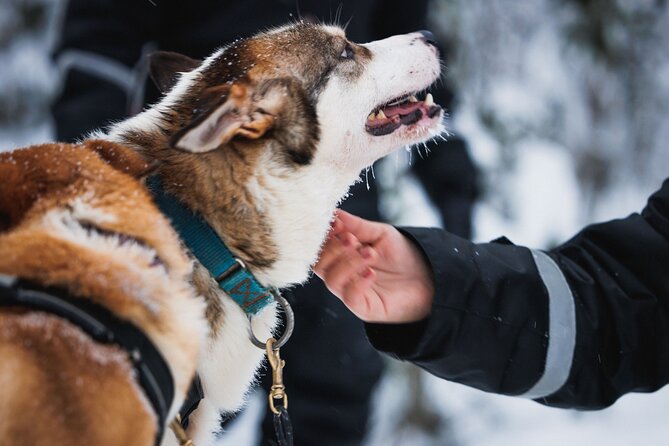 Winter highlights: Snowmobile, Arctic Animals And Santa<code>s Village – Key things I think you’ll notice right away’ /></p>
<ul>
<li><strong>Everything you wear in winter is handled</strong>: overalls, boots, socks, gloves, helmet, and a balaclava</li>
<li><strong>Reindeer and husky sleigh rides are short but real</strong>: each is about 500 meters</li>
<li><strong>Snowmobile time is the centerpiece</strong>: one hour on shared snowmobiles (2 people per machine)</li>
<li><strong>Kids get age-appropriate options</strong>: they sit in a sledge behind the guide’s snowmobile, plus a mini-track ride for shorter kids</li>
<li><strong>Santa Claus Village is built in</strong>: step across the Arctic Circle, meet Santa, use the post office, and shop</li>
<li><strong>You can’t drive without the right license</strong>: a valid driver’s license is required (no picture or provisional)</li>
</ul>
<h2>Morning Pickup in Rovaniemi: what the 9:00 start really means</h2>
<p><img width="667" height="446" decoding="async" src=